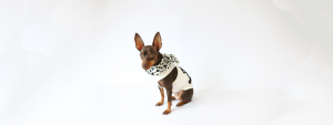 犬,おしゃれ,犬服,マフラー,タンク,モノトーン,