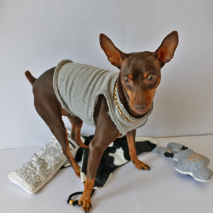 犬,犬服,おしゃれ,ドッグウェア,タンクトップ,おしゃれ,シンプル