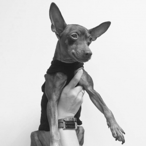 犬服,ブランド,おしゃれ,