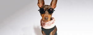 犬,おしゃれ,犬服,ドッグウェア